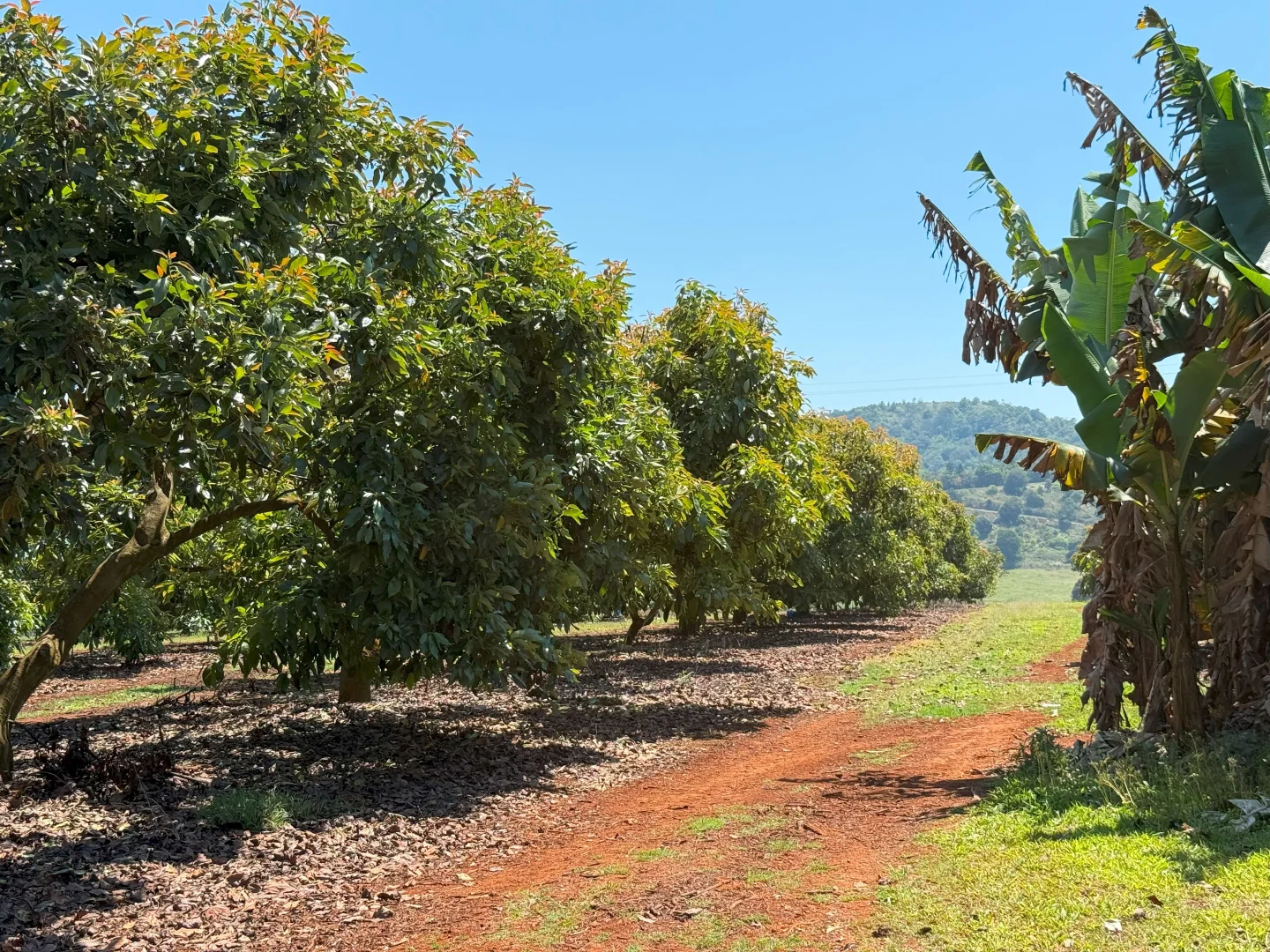 Additional image 75 of 767 Peeramon Road, Peeramon QLD 4885