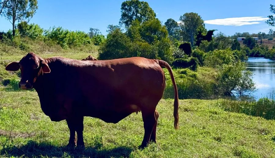 Additional image 7 of 479 Bular Road, Kilkivan QLD 4600