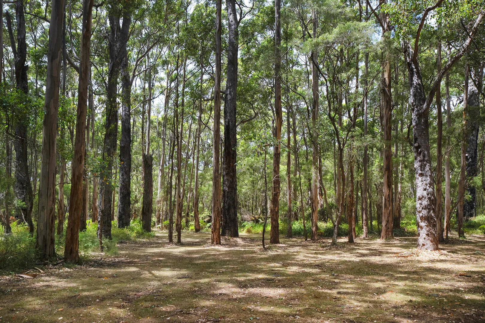 Additional image 4 of 204 Calkarri Drive, Augusta WA 6290