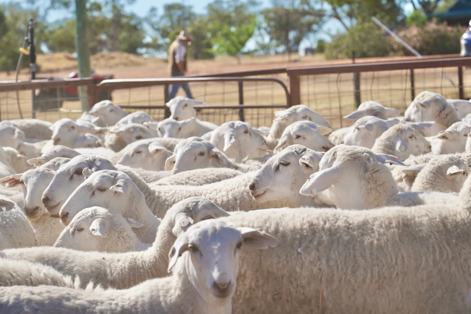 Additional image 23 of Buddabadah NSW 2825