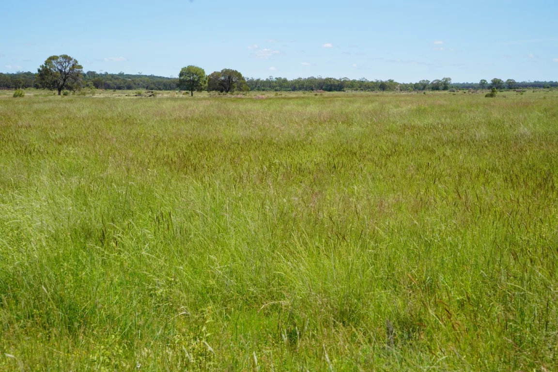 Additional image 9 of 1081 Tareela Access Road, Mungallala QLD 4467