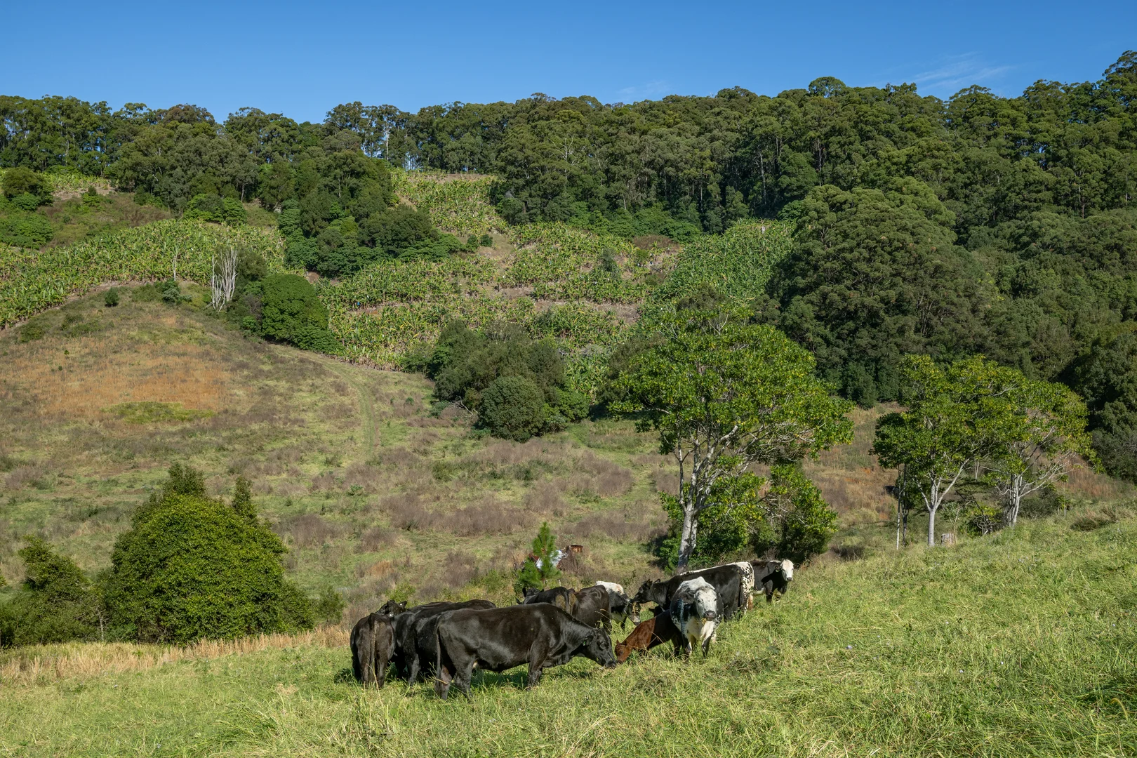 Additional image 38 of Sleepy Hollow NSW 2483