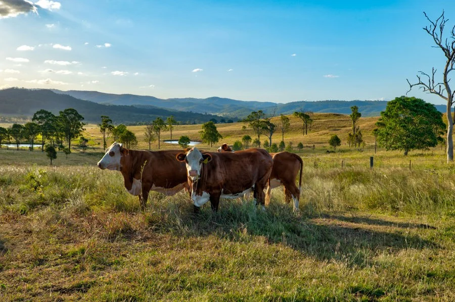 Additional image 15 of Lot 244 Huntley Road, Biarra QLD 4313