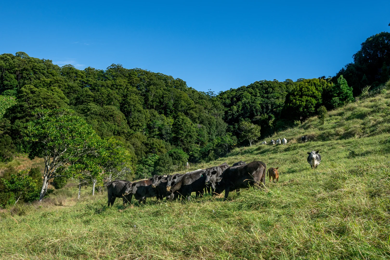 Additional image 13 of Sleepy Hollow NSW 2483