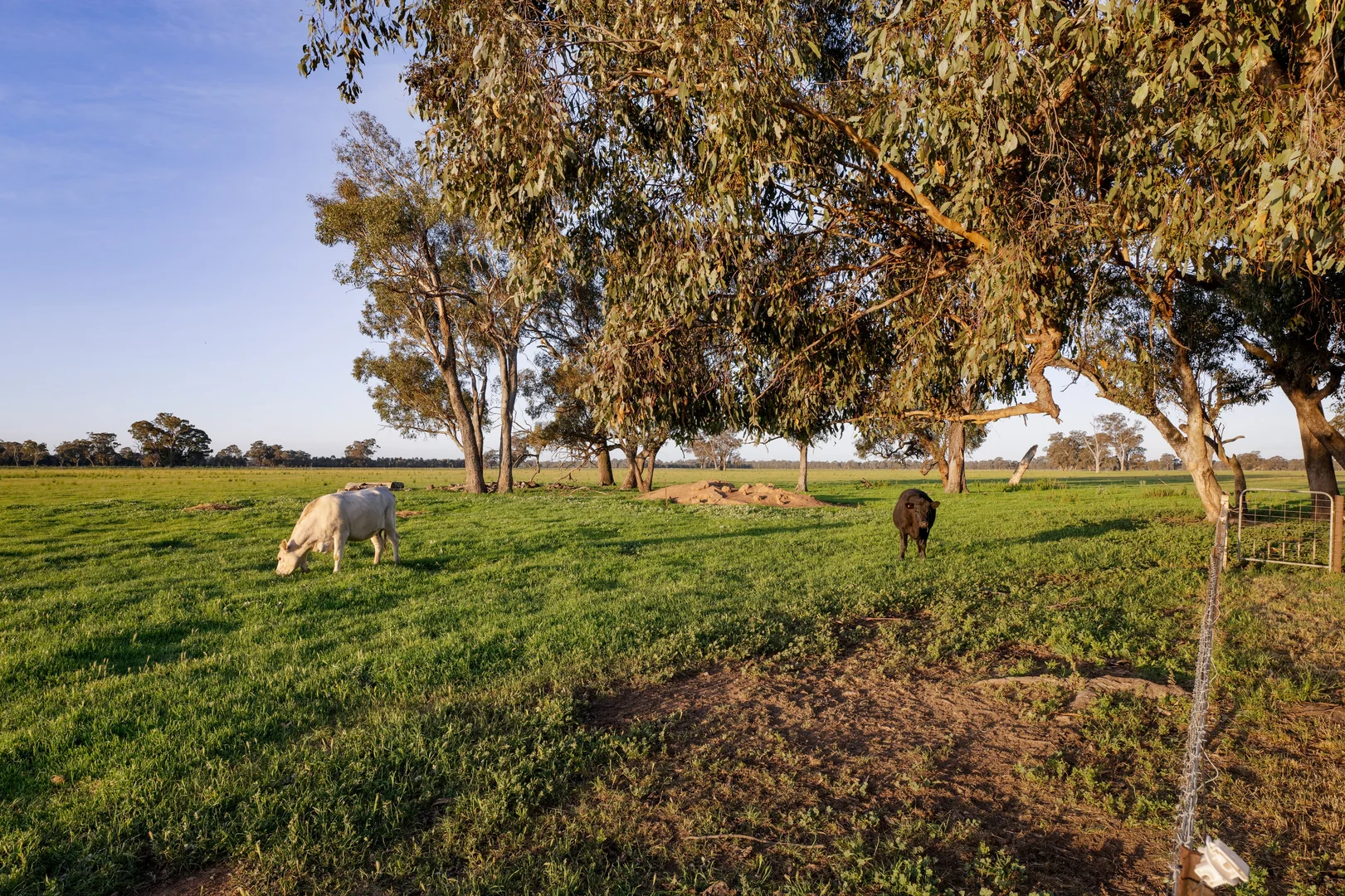 Additional image 28 of 617 Police Paddocks Rd, Carlyle VIC 3685