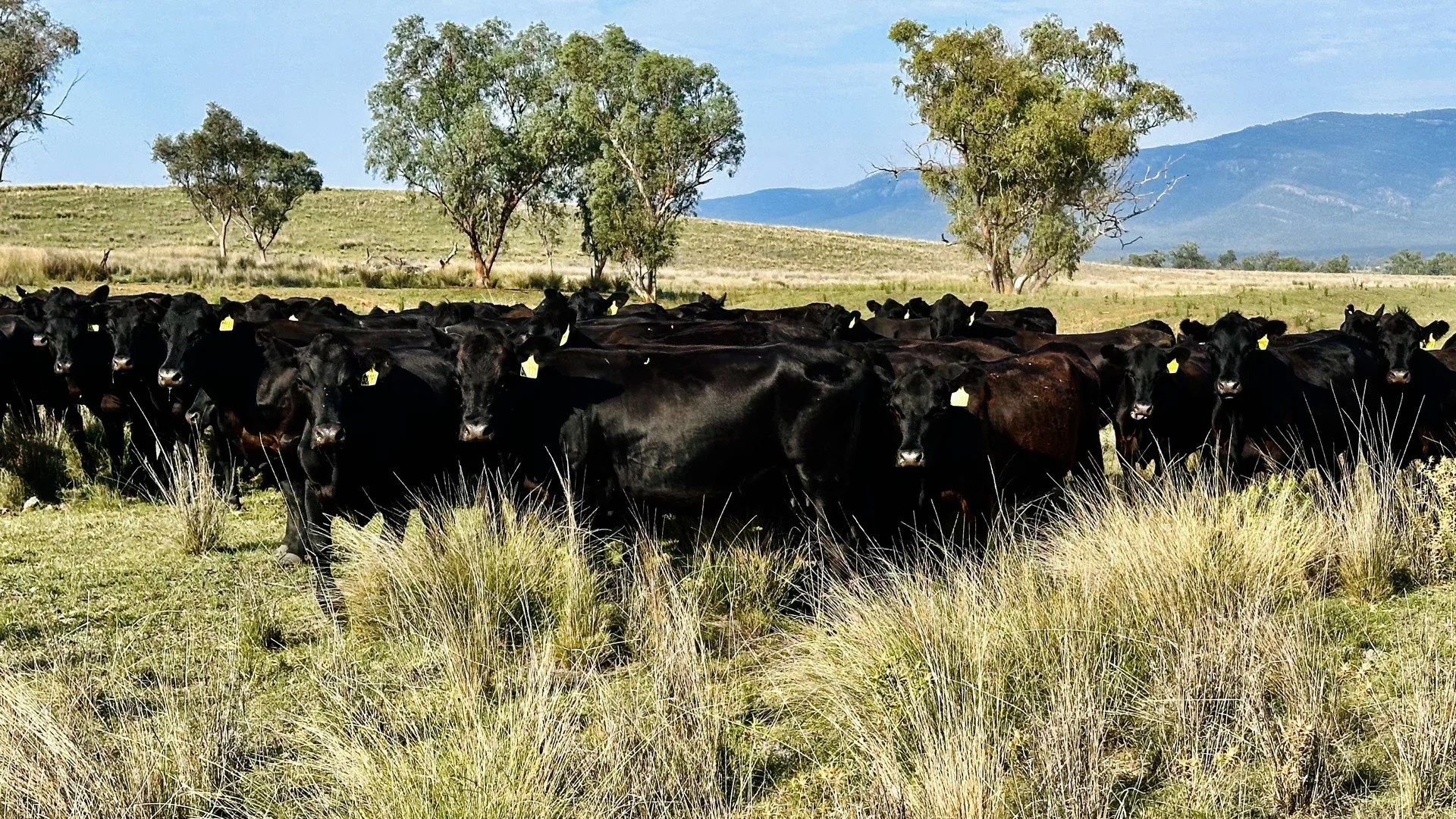 Additional image 10 of 450 Bridges Road, Gunnedah NSW 2380