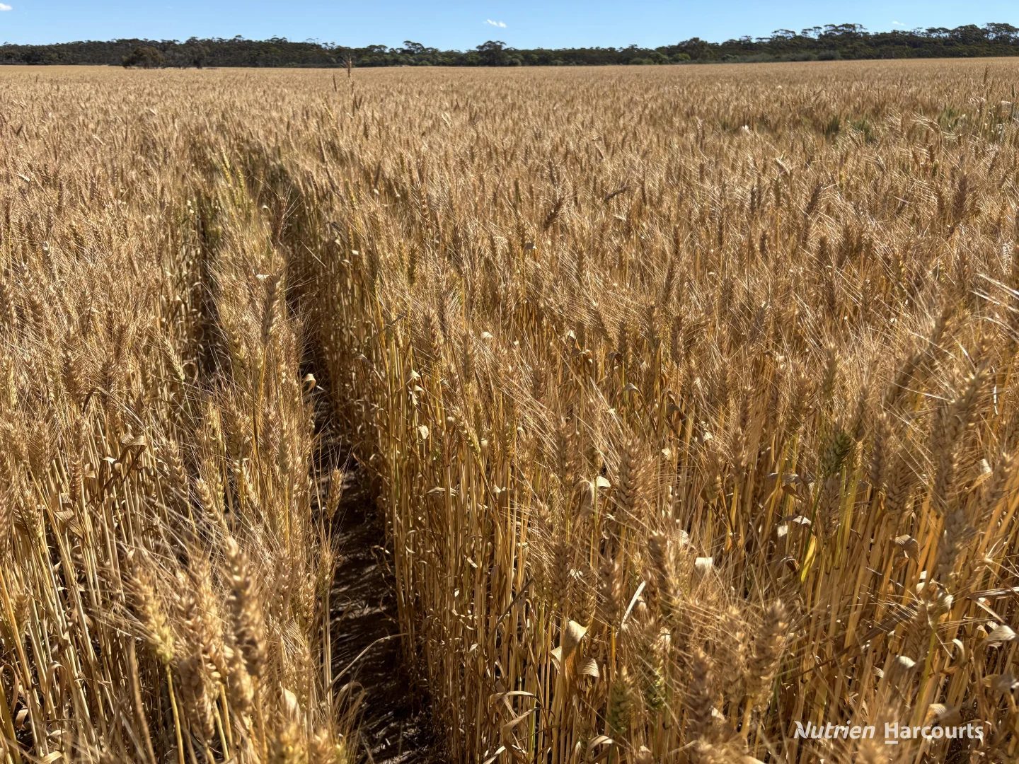 Additional image 7 of . 'Forrestine Farm', Cunderdin WA 6407