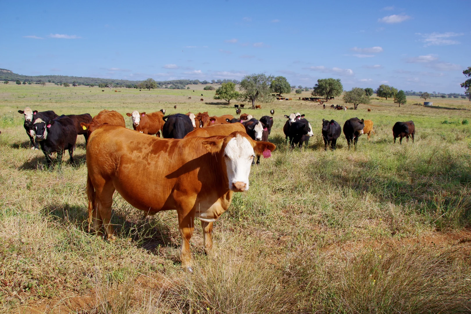 Additional image 46 of 1676 Willala Road, Boggabri NSW 2382