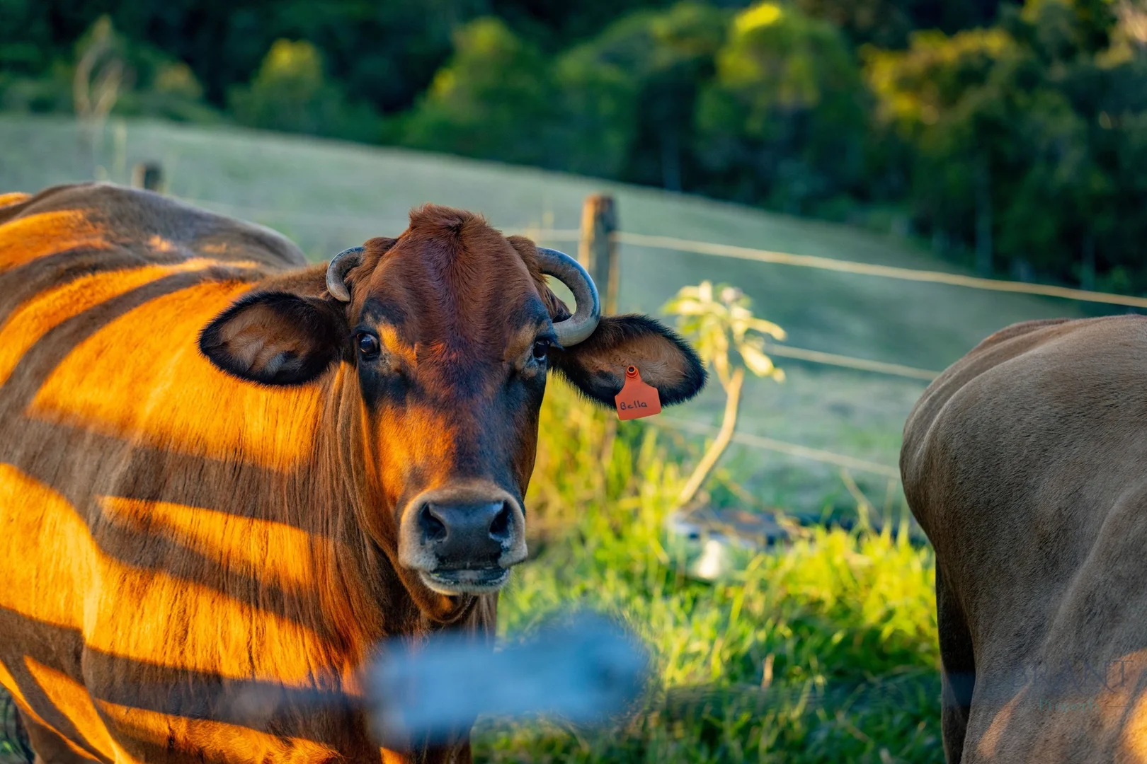 Additional image 21 of 145-161 Western Avenue, Montville QLD 4560