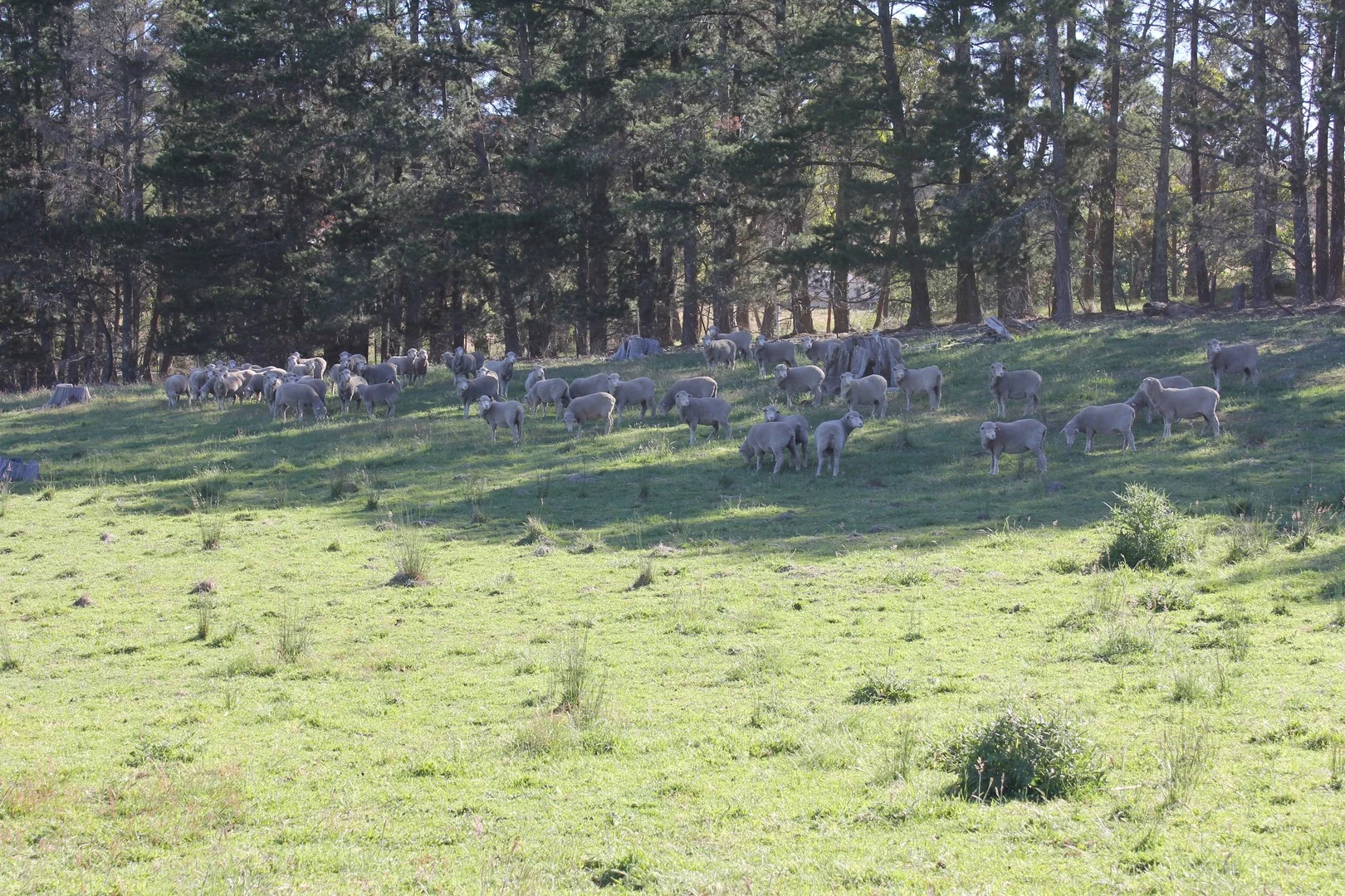 Additional image 3 of 48 & 98/413 Flacknell Creek Road, Gunning NSW 2581