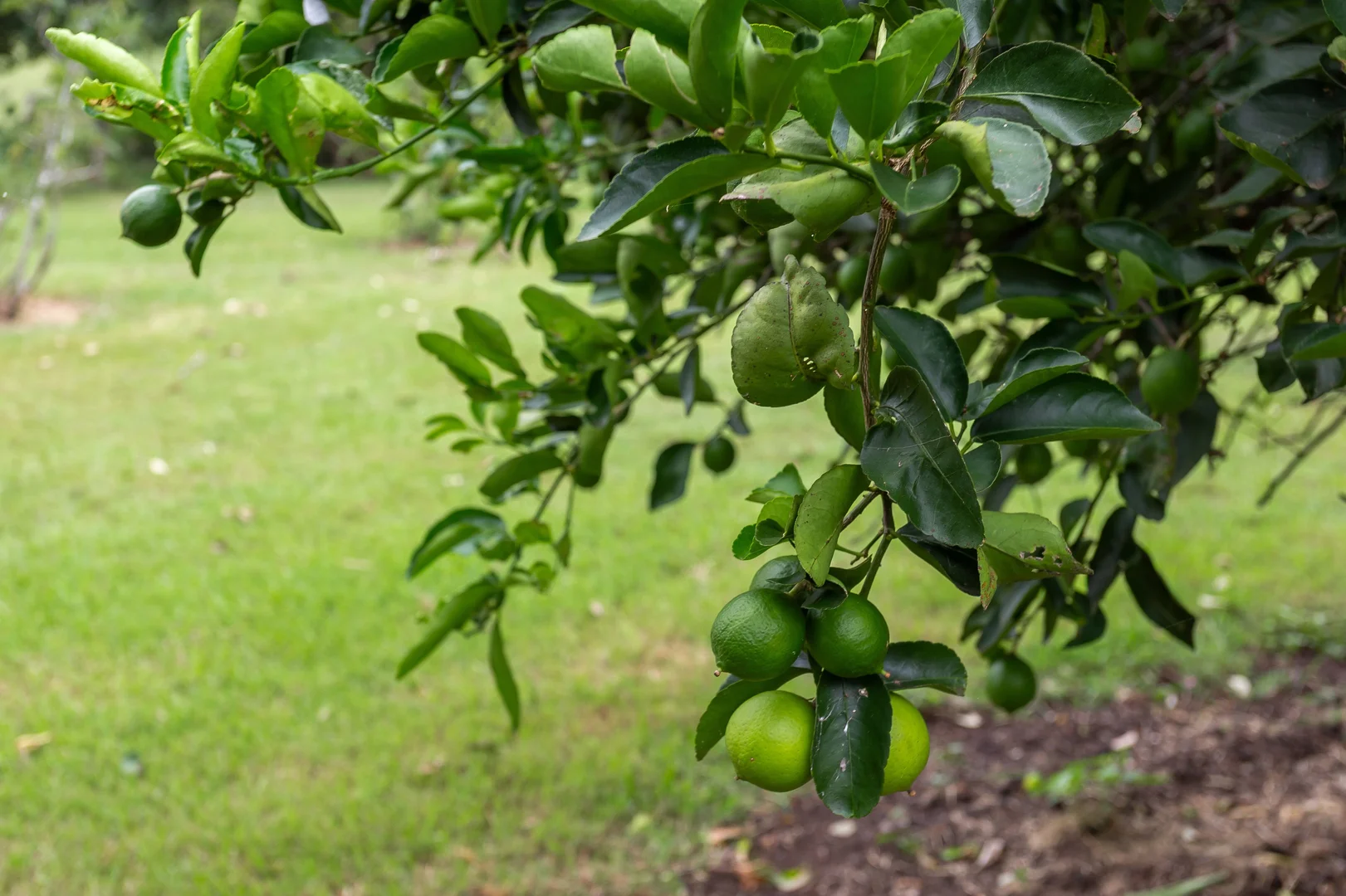 Additional image 23 of 1430 Glastonbury Road, Glastonbury QLD 4570