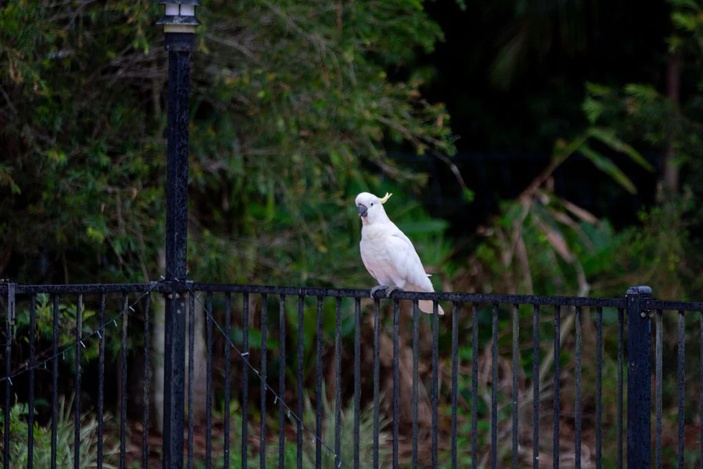 Additional image 35 of 7 Evergreen Drive, Glenview QLD 4553