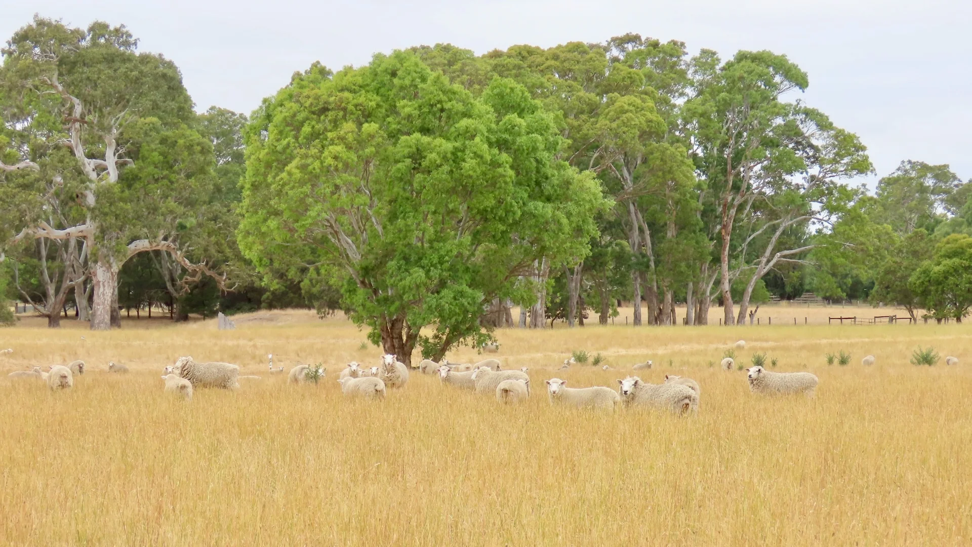 Additional image 11 of Lot 899 Mount McIntyre Road, Kalangadoo SA 5278