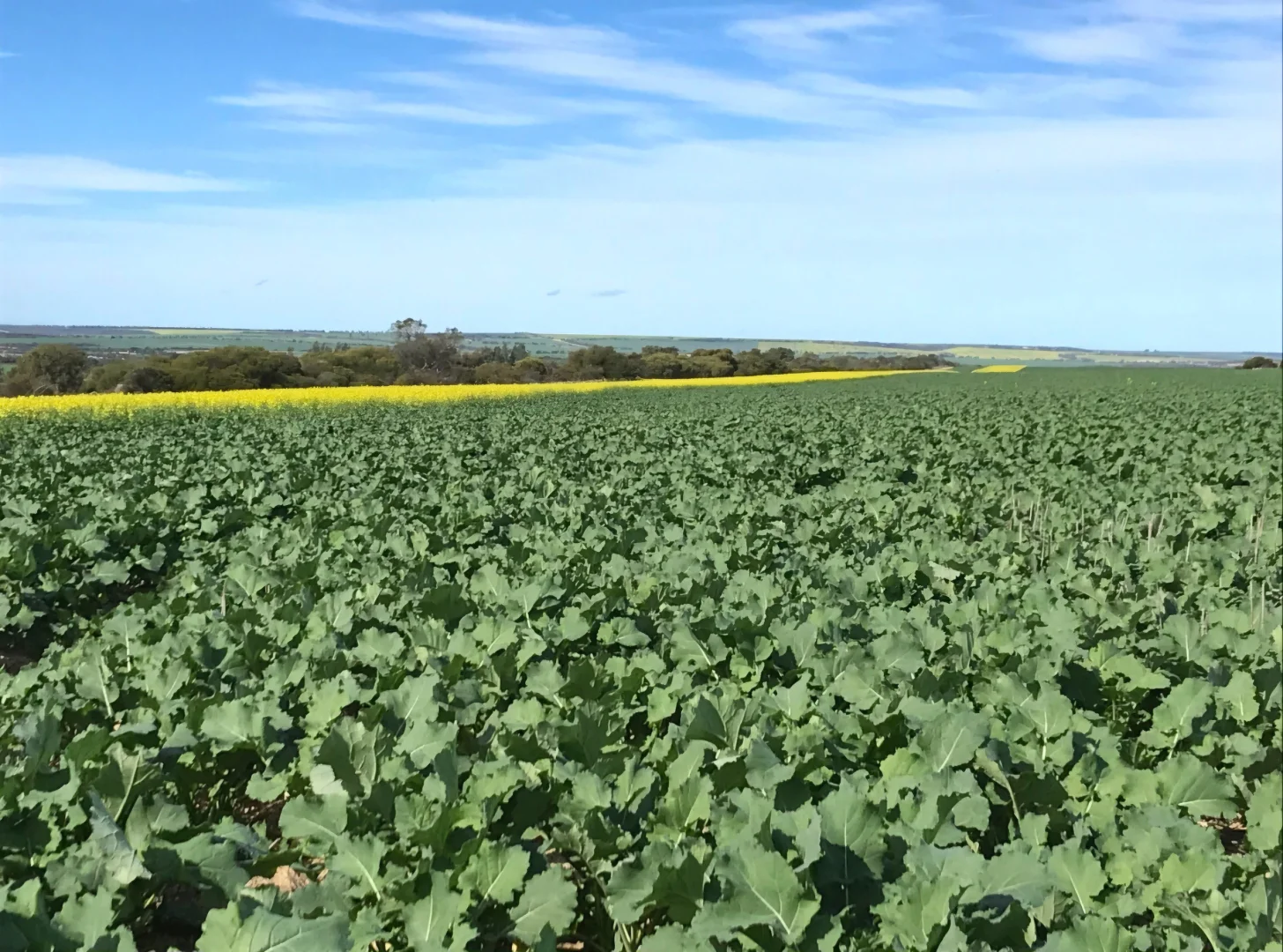 Additional image 10 of Valentine Road, Wicherina WA 6532