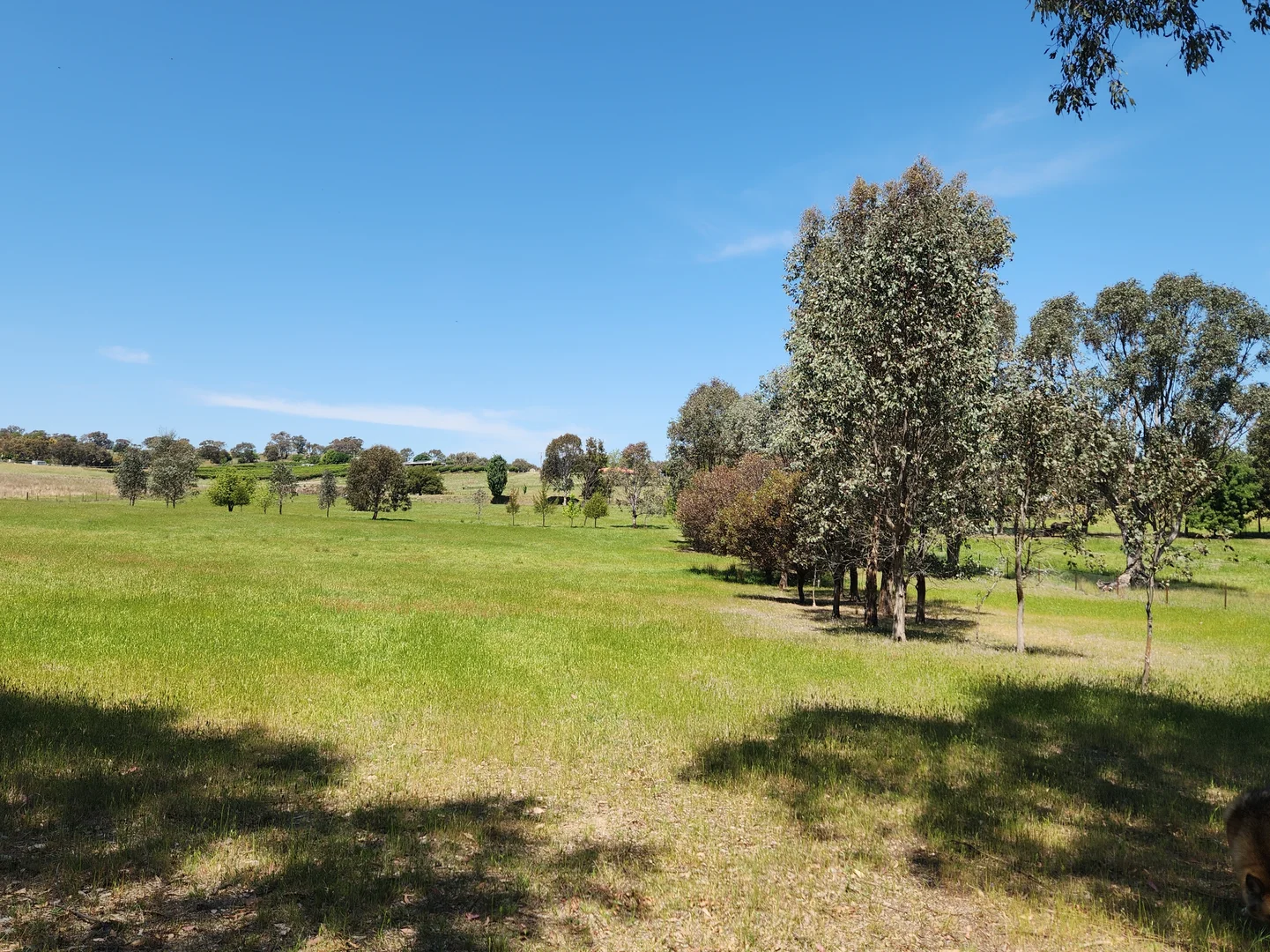 Additional image 4 of 225 Belmore Road, Young NSW 2594