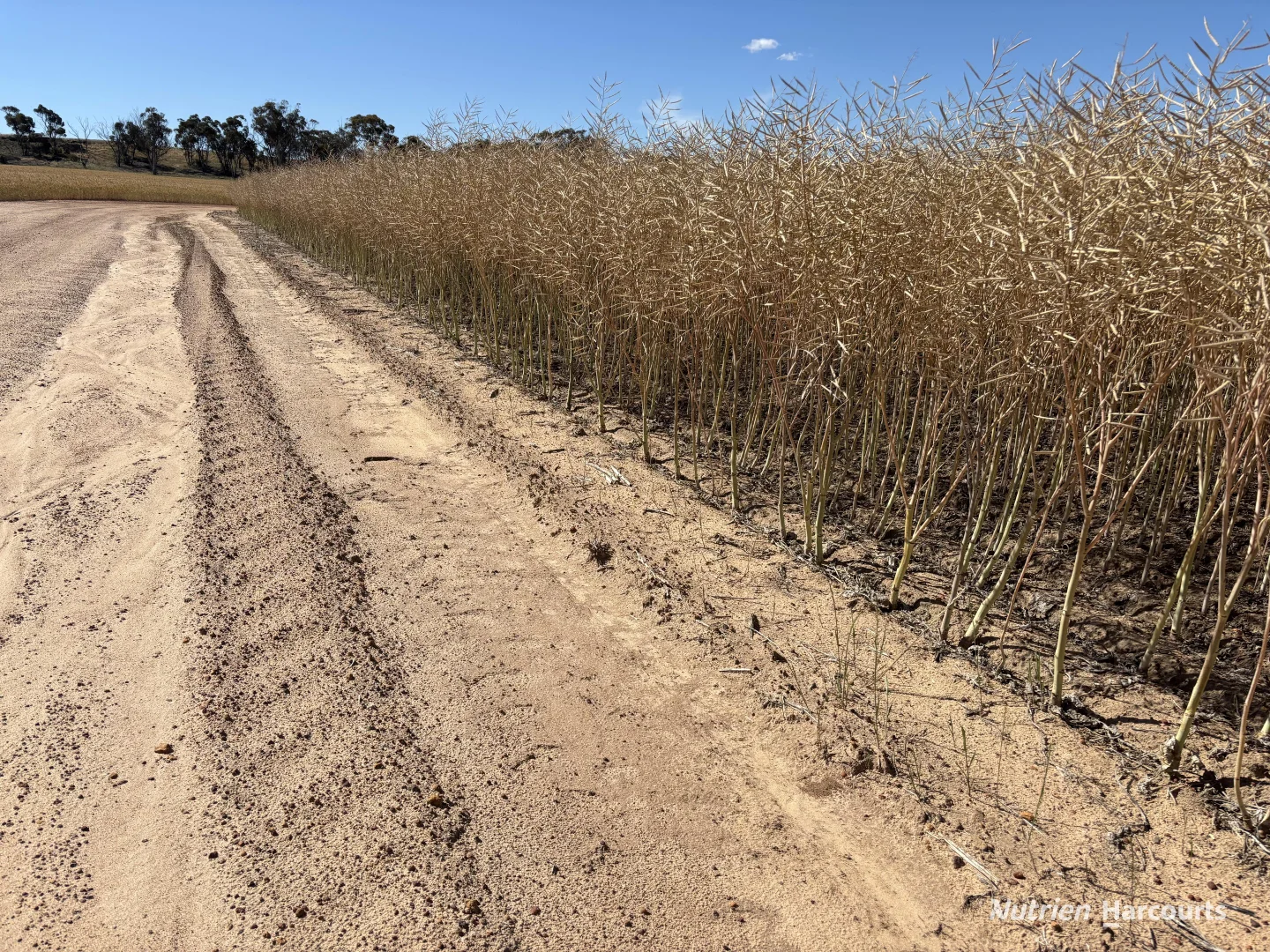 Additional image 39 of . 'Forrestine Farm', Cunderdin WA 6407