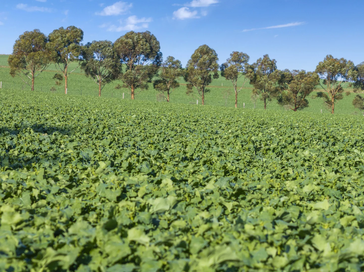 Additional image 24 of 'Hamilton Run Farm' Murchland Drive, Jamestown SA 5491