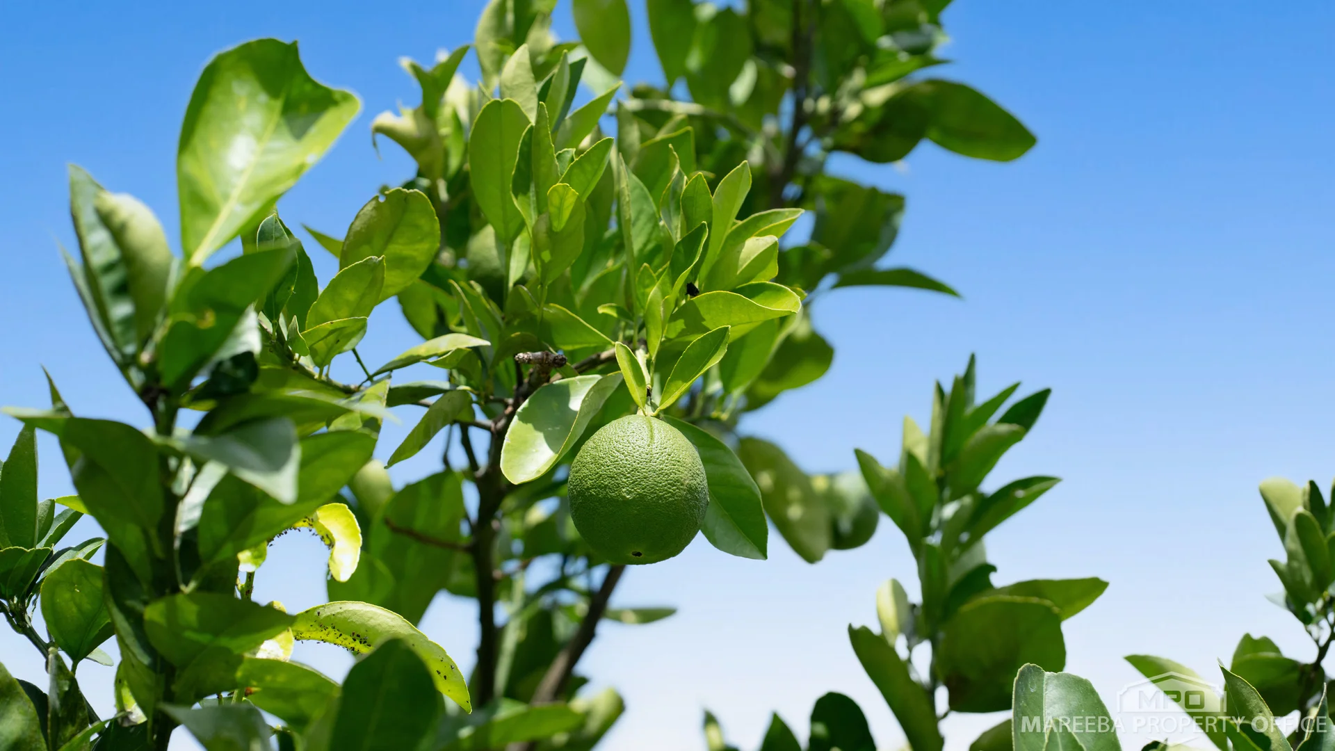Additional image 36 of 33 Karobean Drive, Mareeba QLD 4880