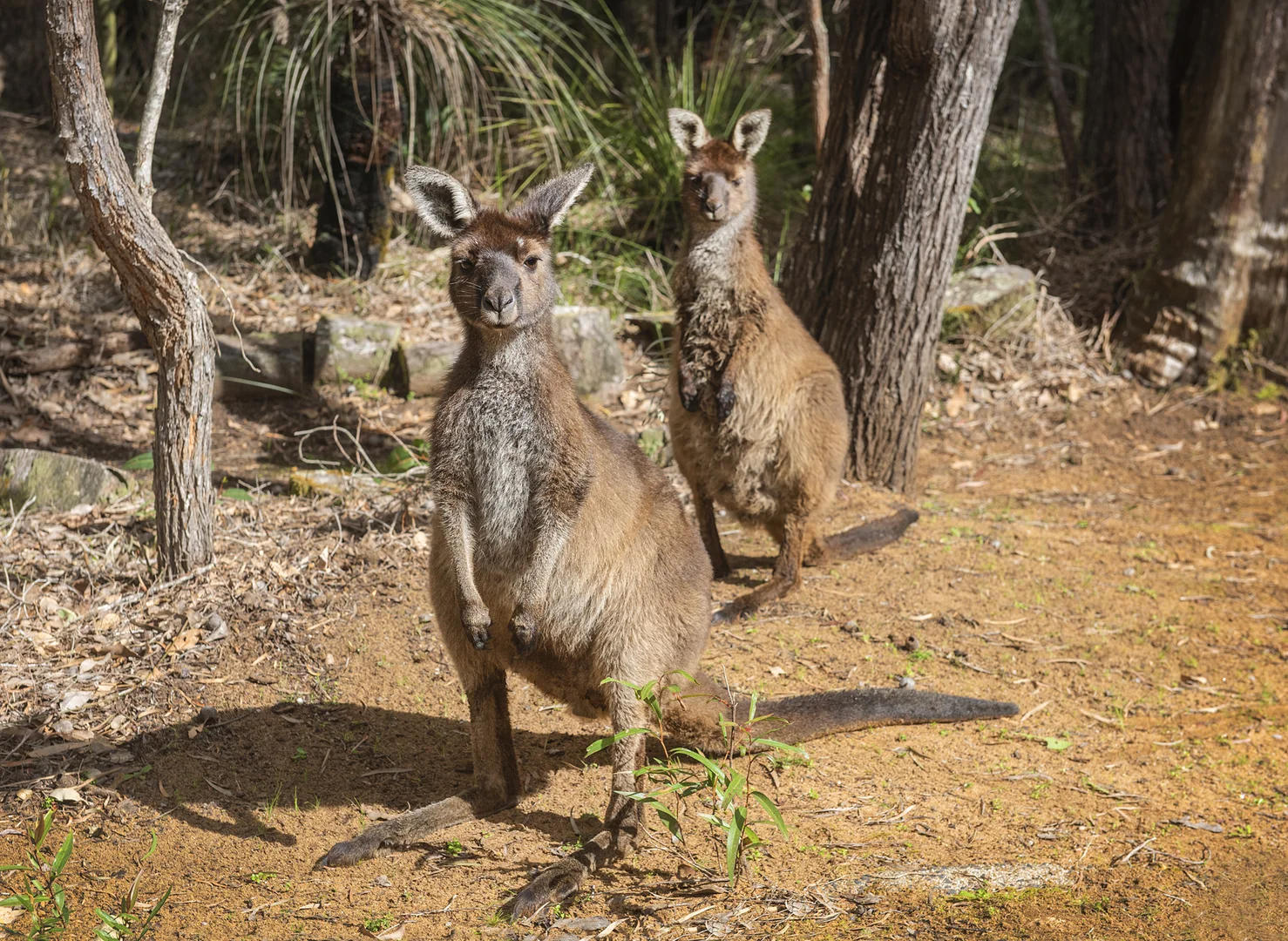 Additional image 16 of 1/780 Fisher Road, Kudardup WA 6290