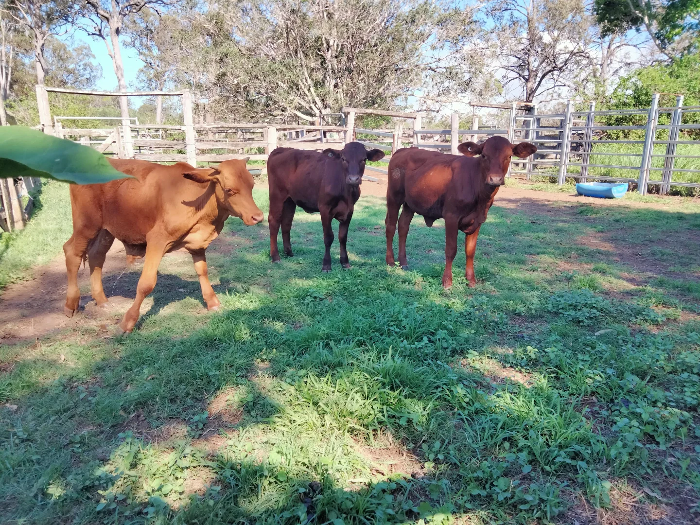 Additional image 76 of 2913 Rosedale Road, Yandaran QLD 4673