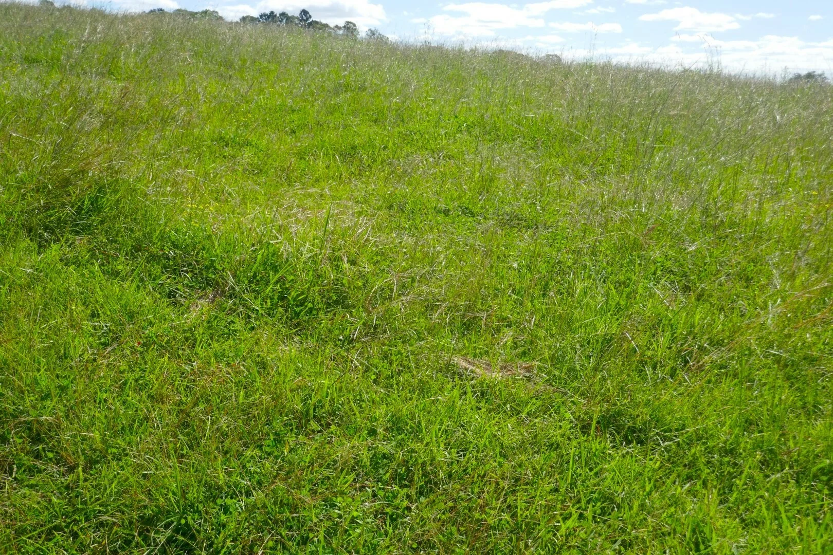 Additional image 8 of 600 Old Dyraaba Road, Casino NSW 2470