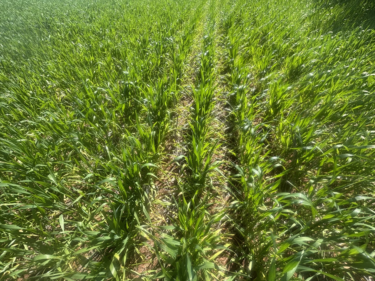 Additional image 5 of Lot 1152 Narngulu, Narngulu WA 6532