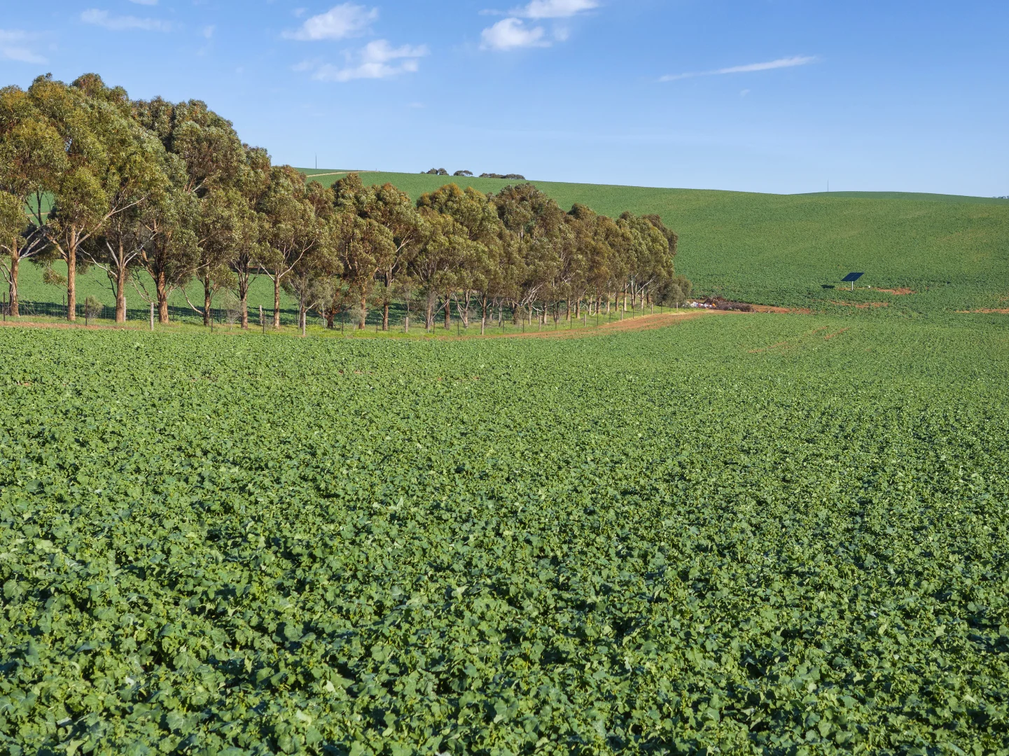 Additional image 21 of 'Hamilton Run Farm' Murchland Drive, Jamestown SA 5491