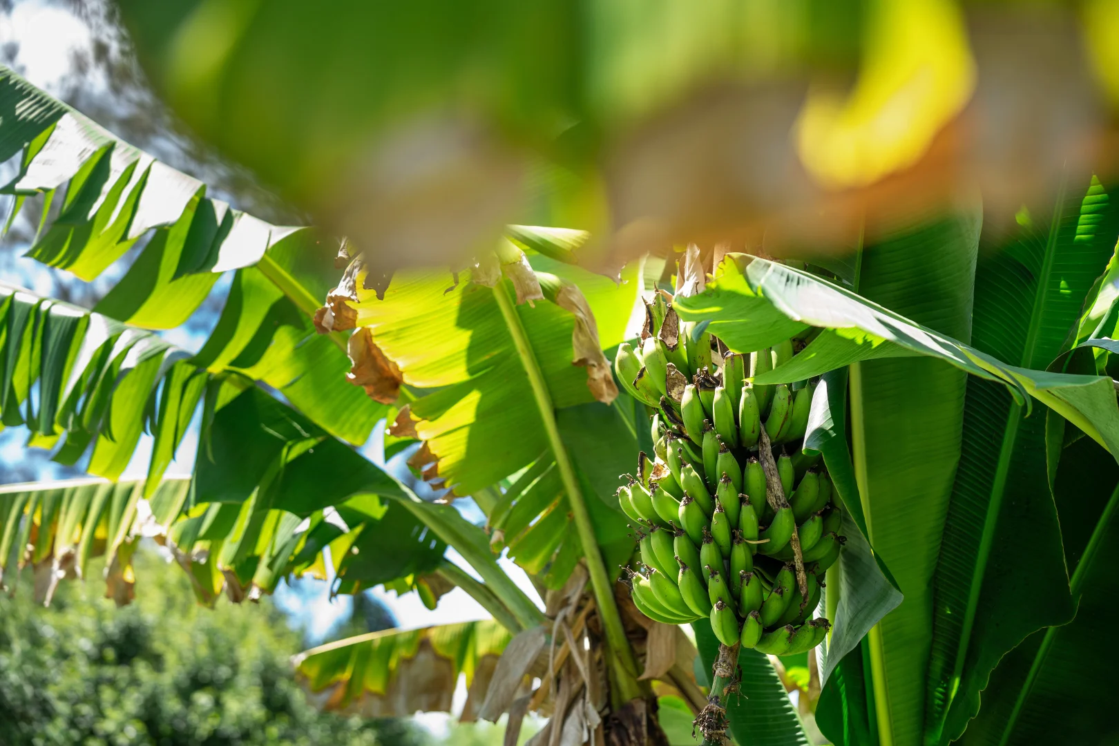 Additional image 31 of 433 Lower Coldstream Road, Coldstream NSW 2462