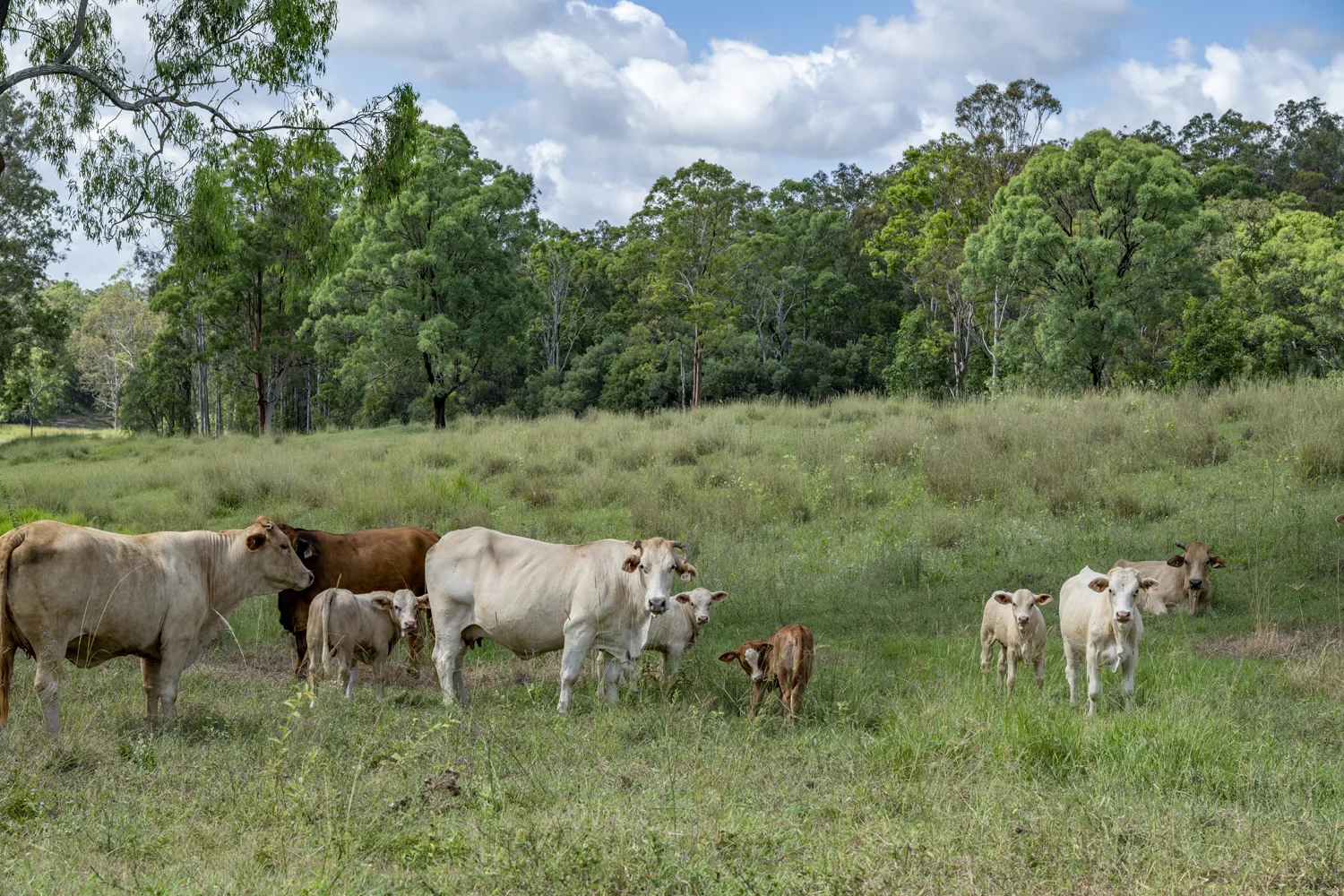 Additional image 8 of Goomeribong QLD 4601