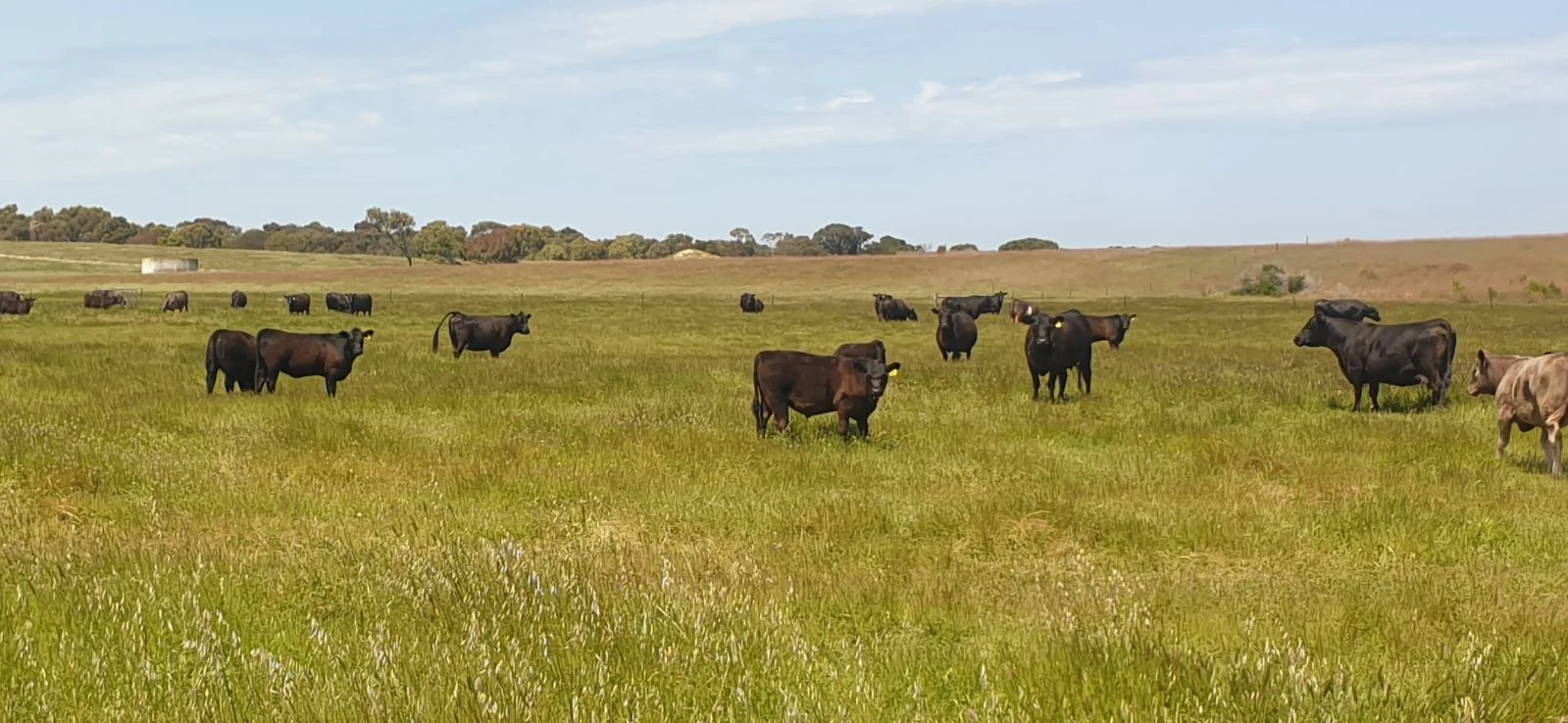 Additional image 36 of 26 Griffin Road, Clayton Bay SA 5256