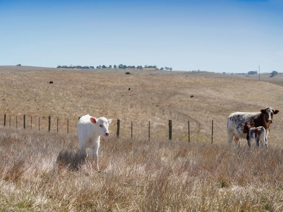 Additional image 16 of 589 Paschendale Road, Paschendale VIC 3315