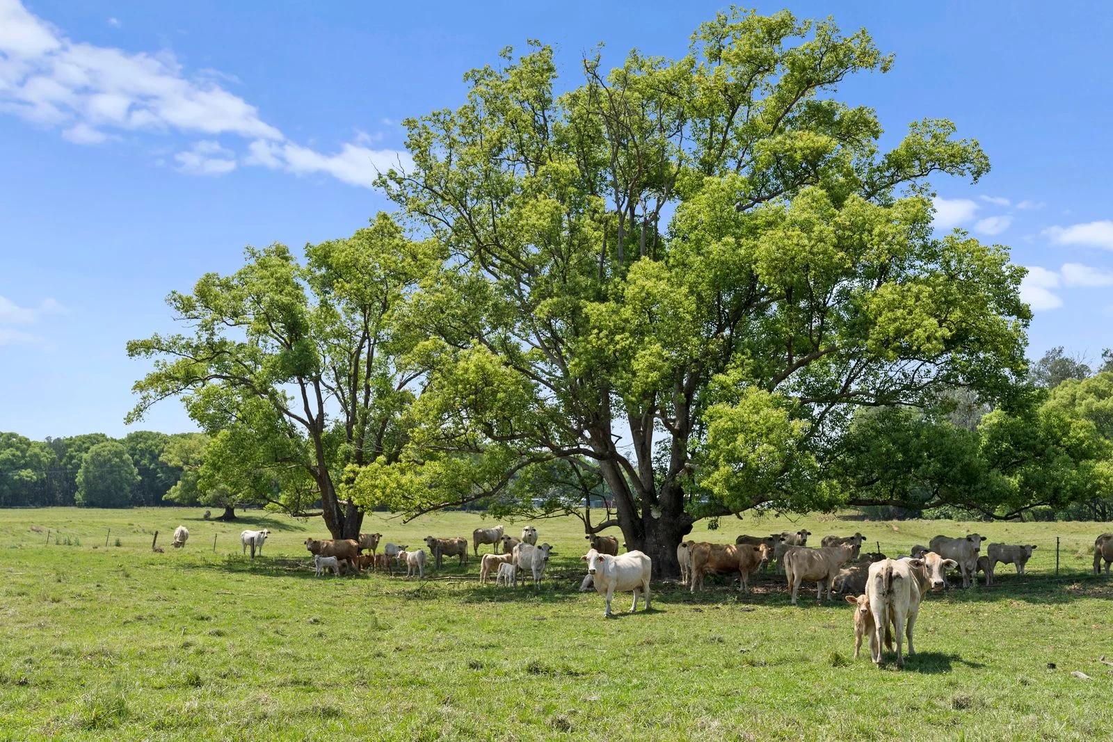 Additional image 35 of 981 Numinbah Road, Crystal Creek NSW 2484