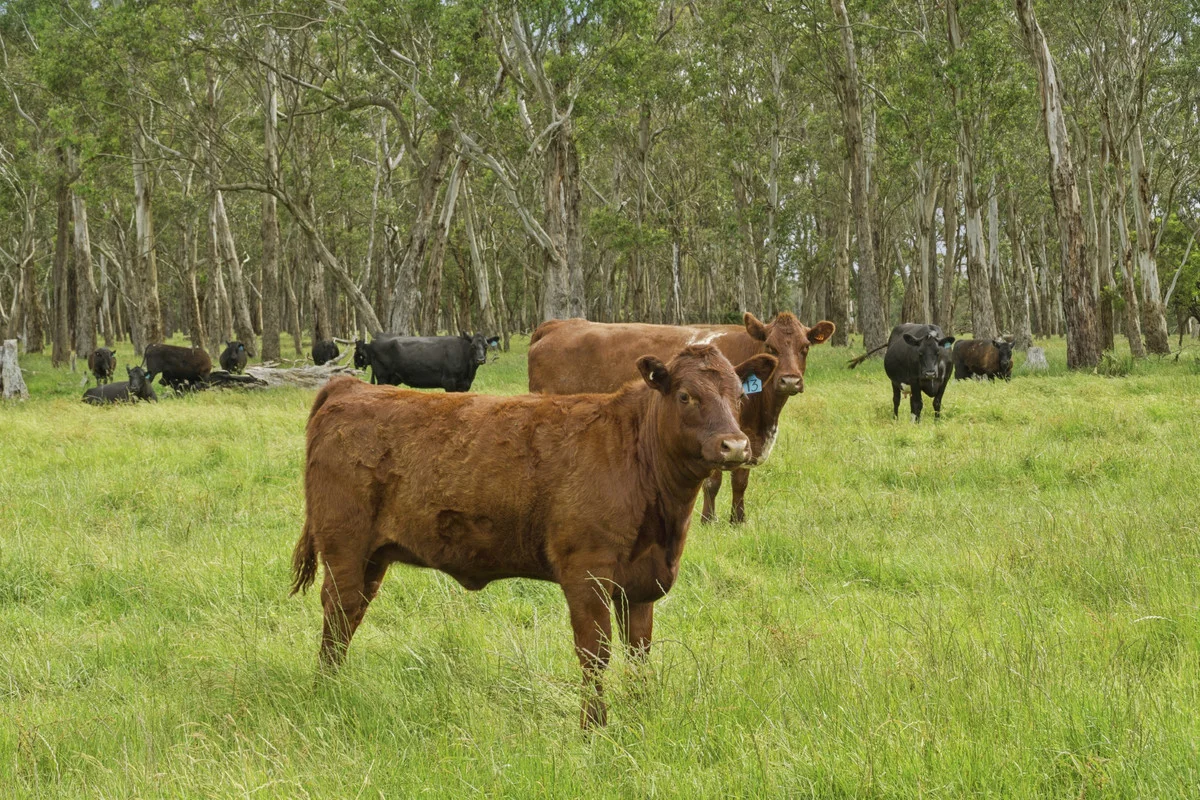 Additional image 5 of 190 Blacks Road, Irrewillipe VIC 3249