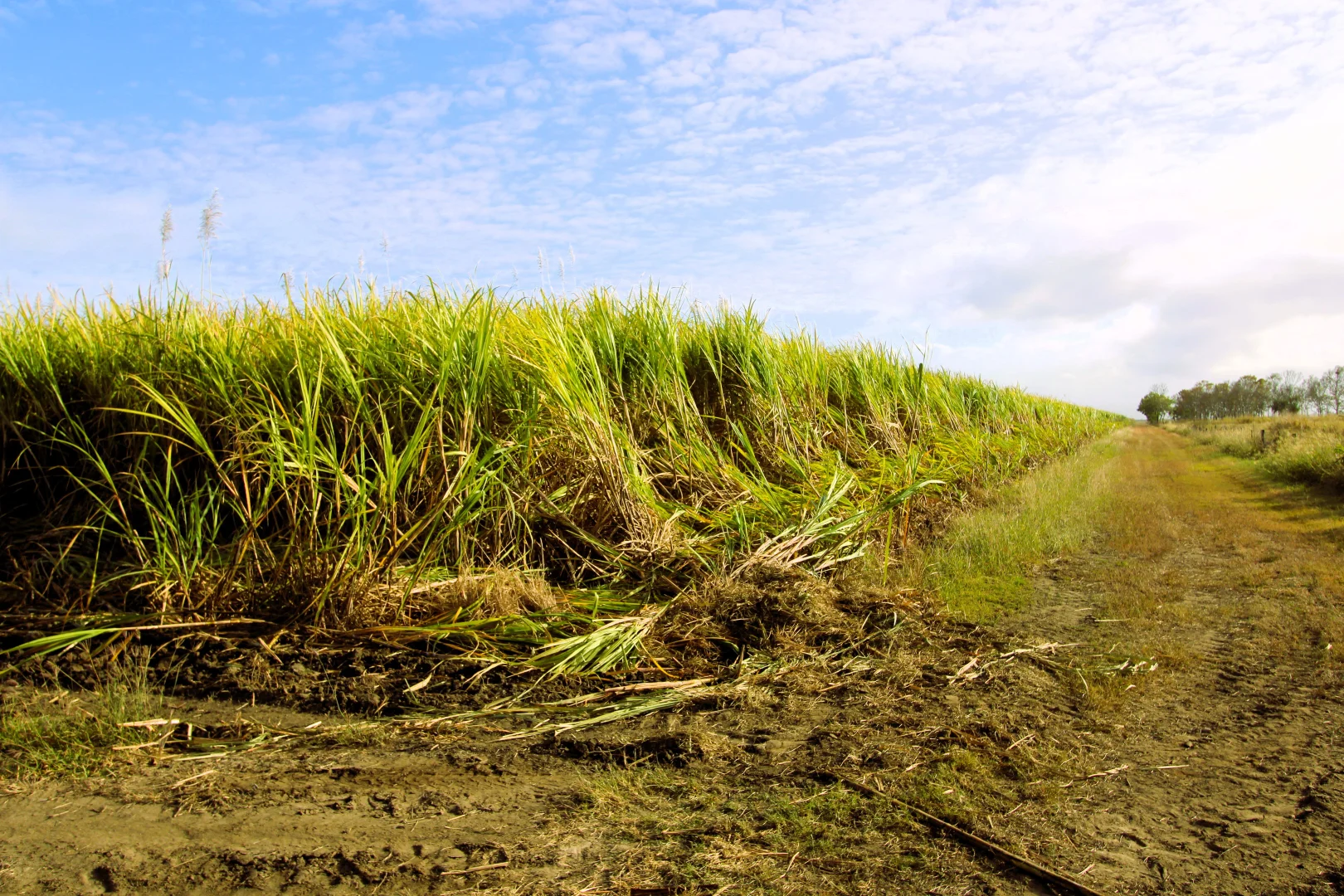 Additional image 14 of 20 Colevale Road, Brandon QLD 4808