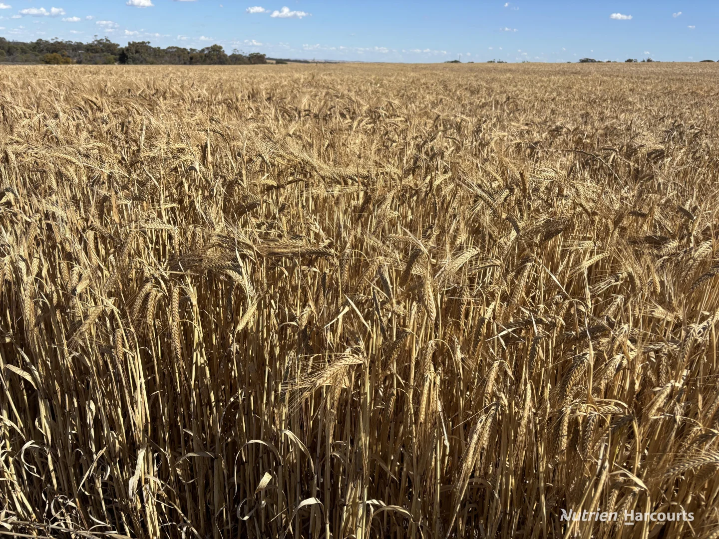 Additional image 19 of . 'Forrestine Farm', Cunderdin WA 6407