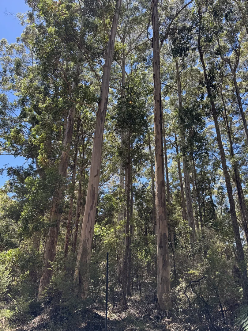 Additional image 5 of 61 Hayes Road, East Nannup WA 6275