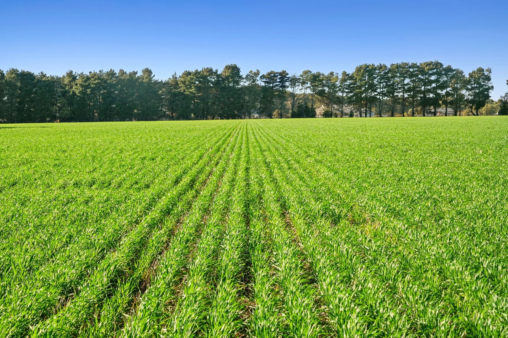 Additional image 3 of 1412 Bannockburn-Shelford Road, Teesdale VIC 3328