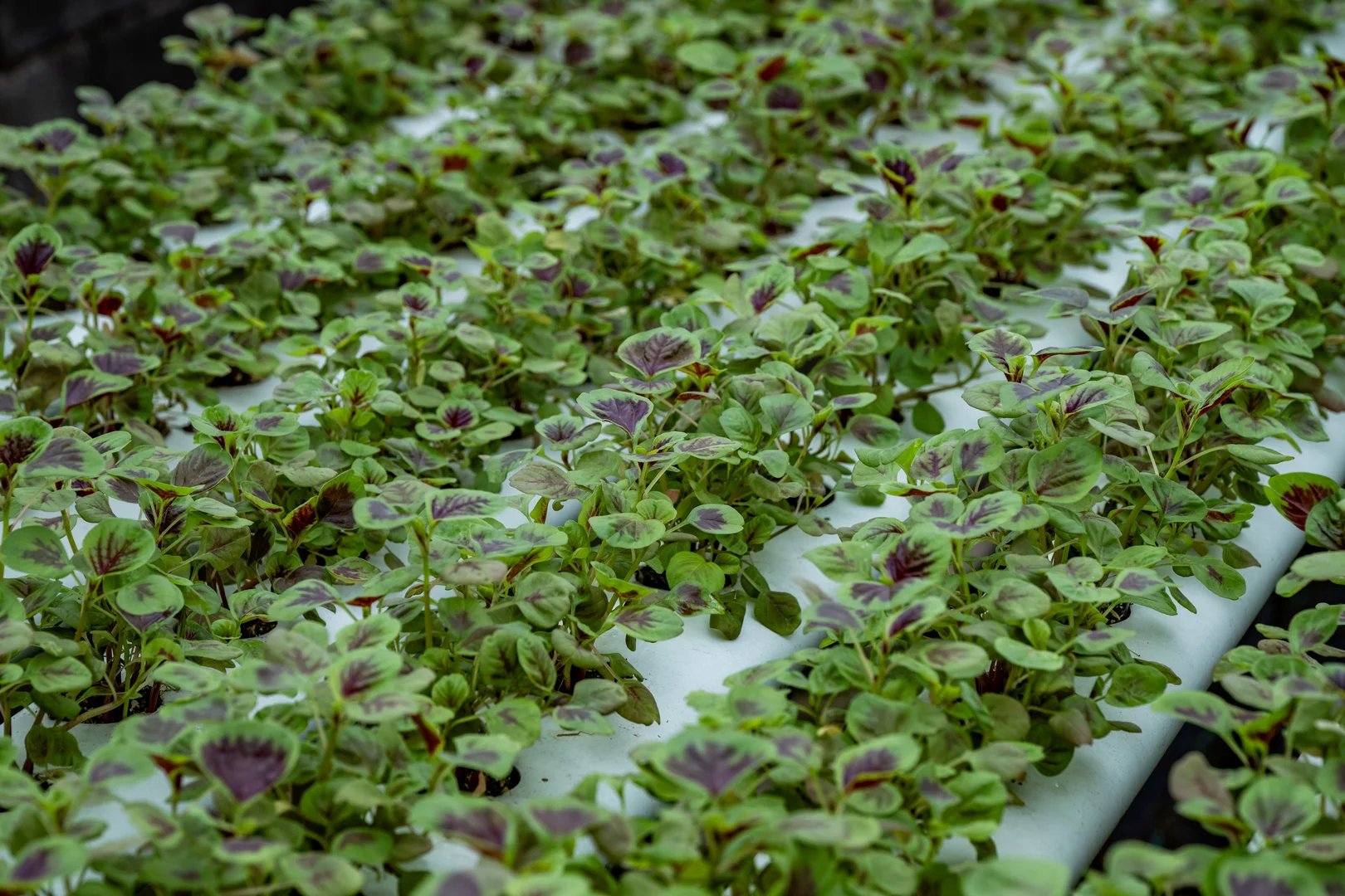 Additional image 26 of 44 Glen Nathan Court, Mount Nathan QLD 4211