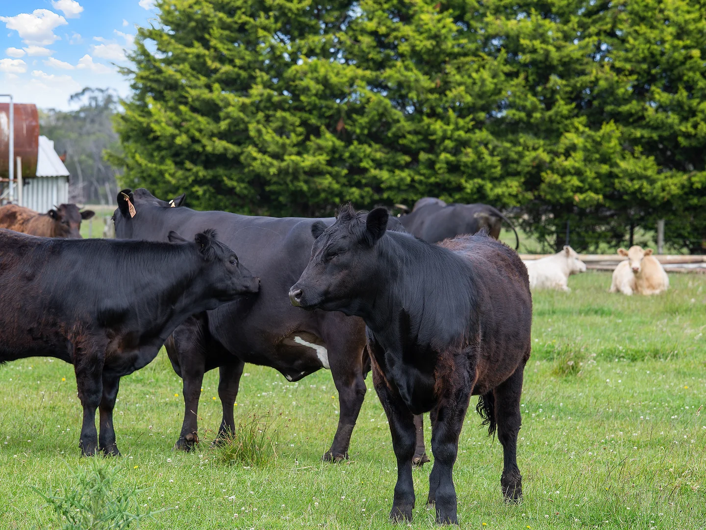 Additional image 12 of 931 Gorae Road, Gorae VIC 3305