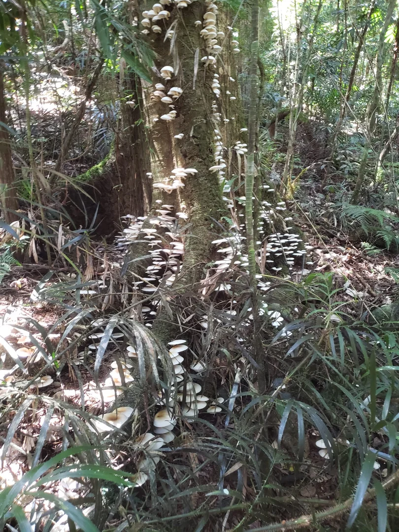 Additional image 30 of 162 Repeater Station Road, Springbrook QLD 4213