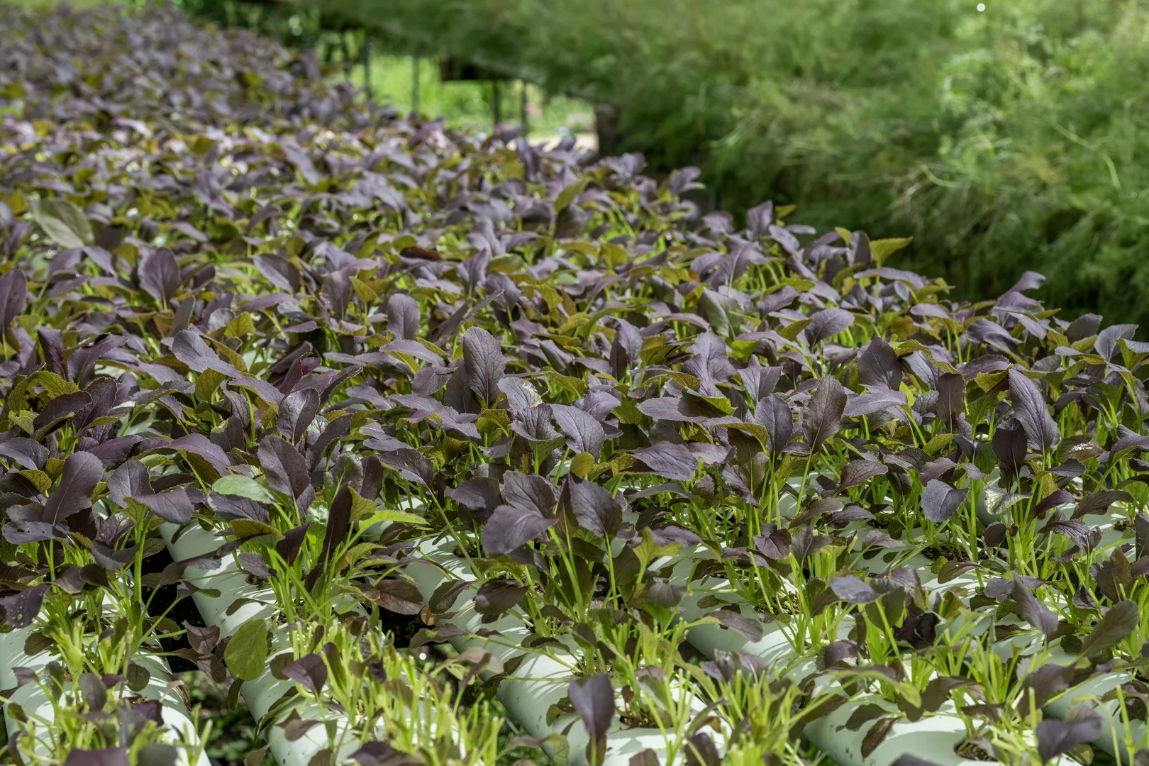 Additional image 25 of 44 Glen Nathan Court, Mount Nathan QLD 4211