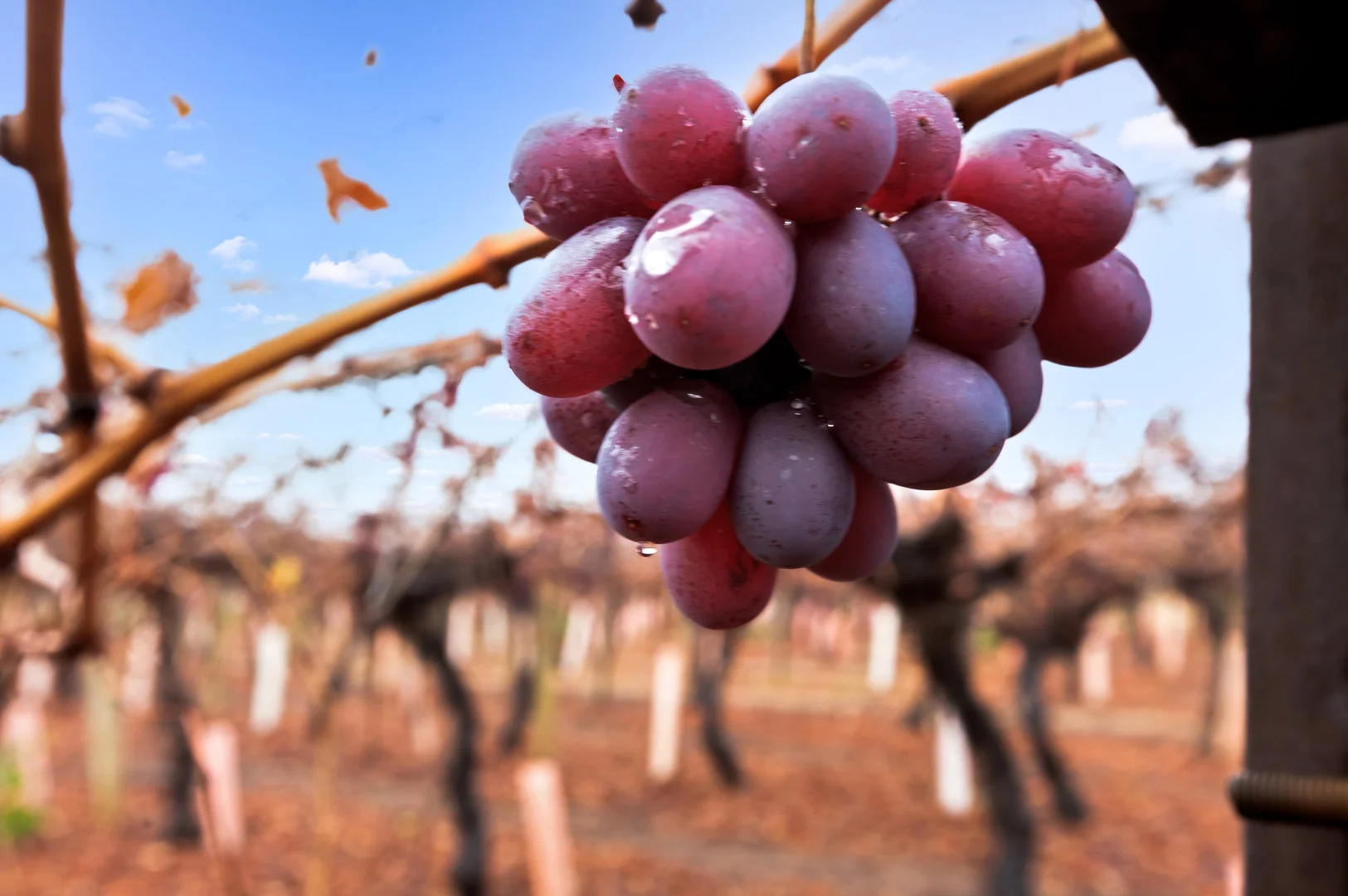 Additional image 10 of 356 Myall Street, Red Cliffs VIC 3496