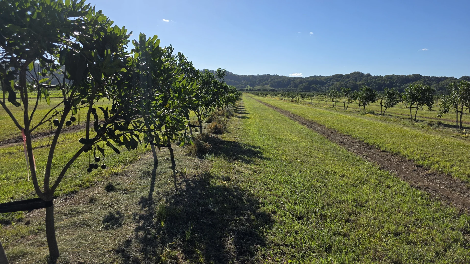 Additional image 14 of 292 Pimlico Road, Pimlico NSW 2478