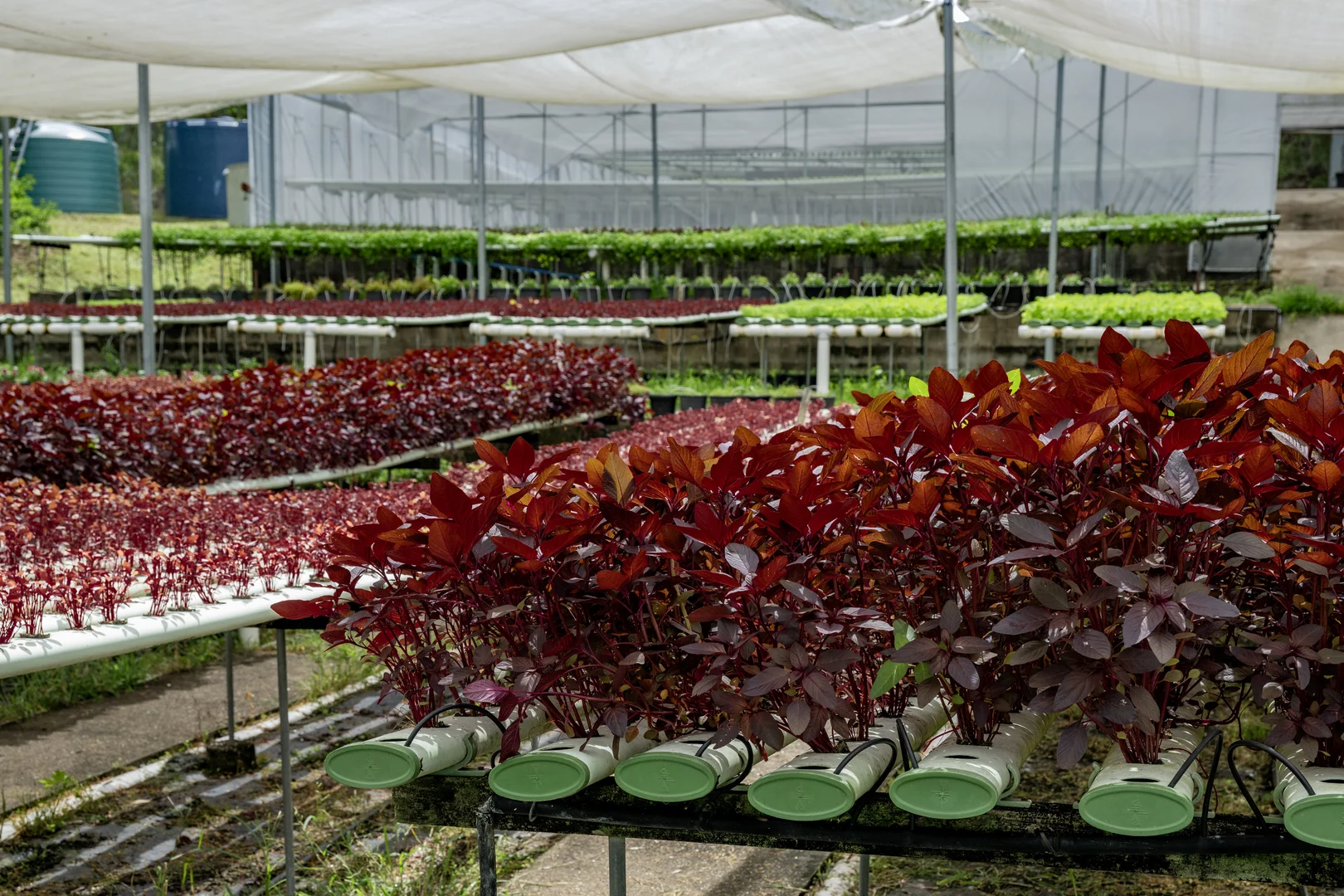 Additional image 5 of 44 Glen Nathan Court, Mount Nathan QLD 4211