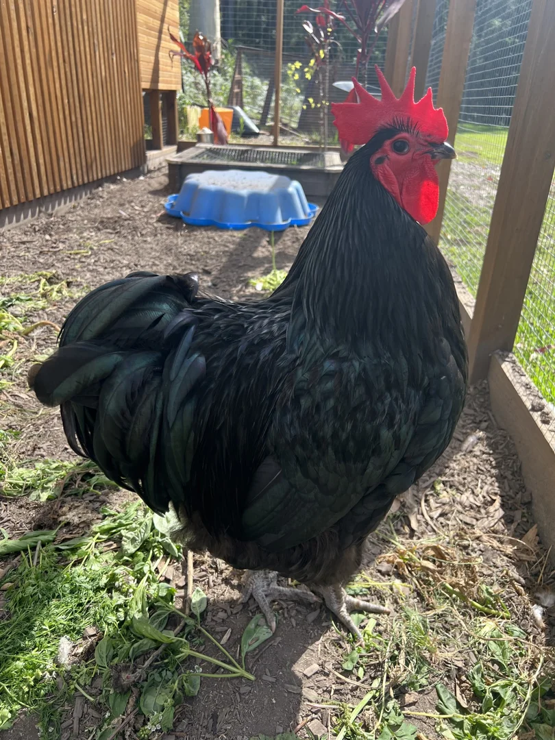 Additional image 45 of 55 Coomba Road, Charlotte Bay NSW 2428