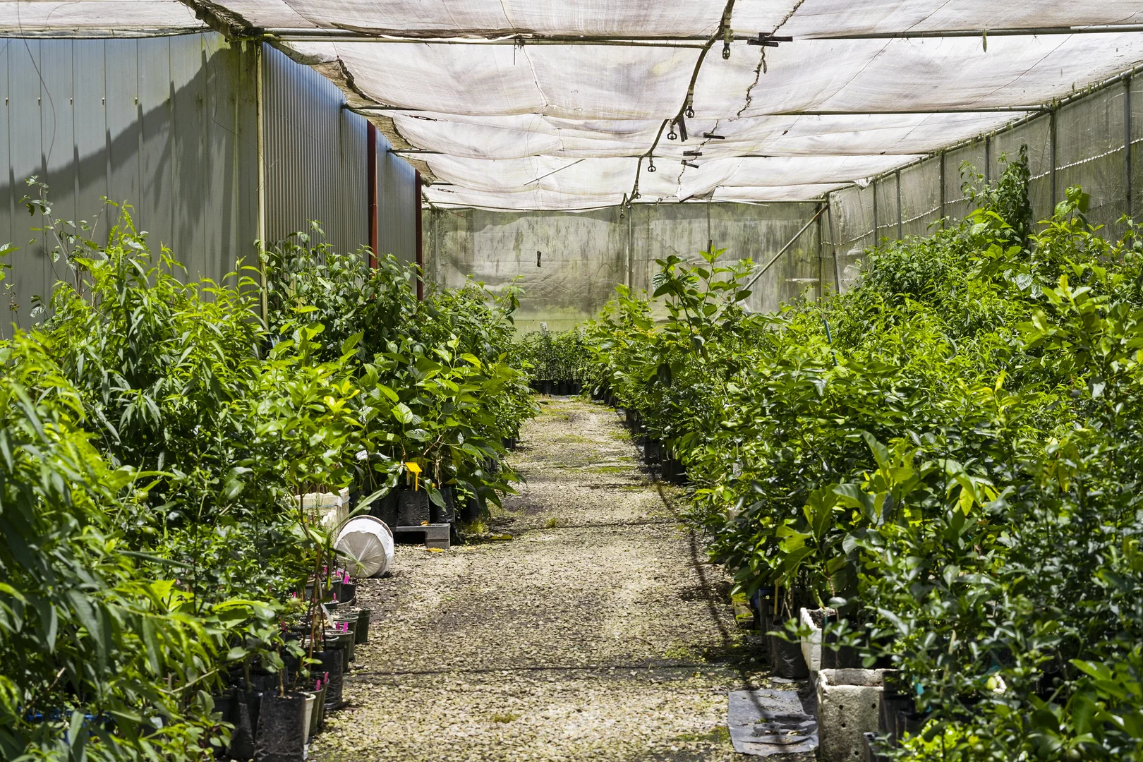 Additional image 28 of 981 Numinbah Road, Crystal Creek NSW 2484