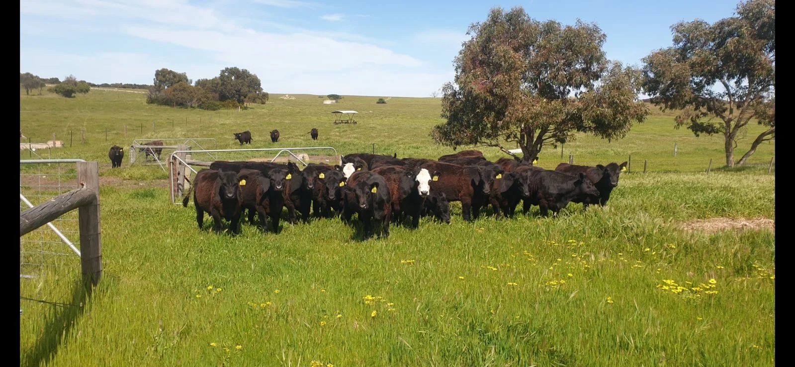 Additional image 41 of 26 Griffin Road, Clayton Bay SA 5256