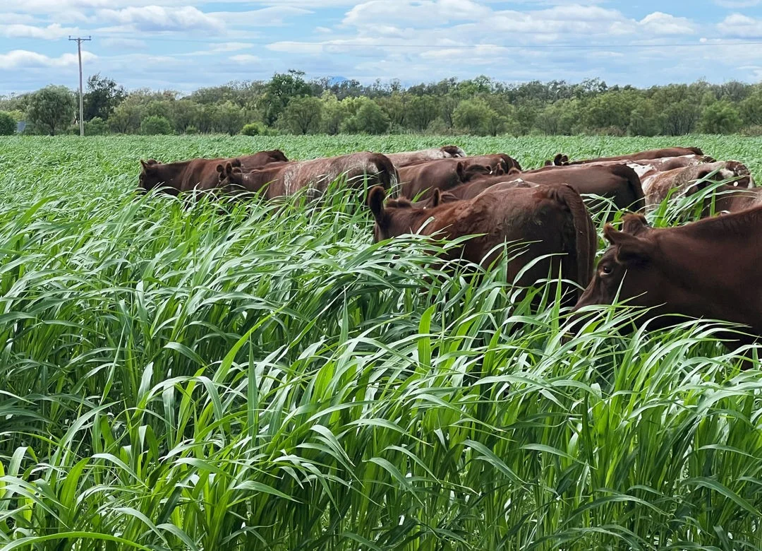 Additional image 2 of "FOREST VALE", Gurley NSW 2398