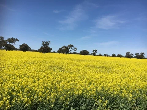 Additional image 18 of 'Kalawar' 1822 Pretty Pine Road, Morago NSW 2710