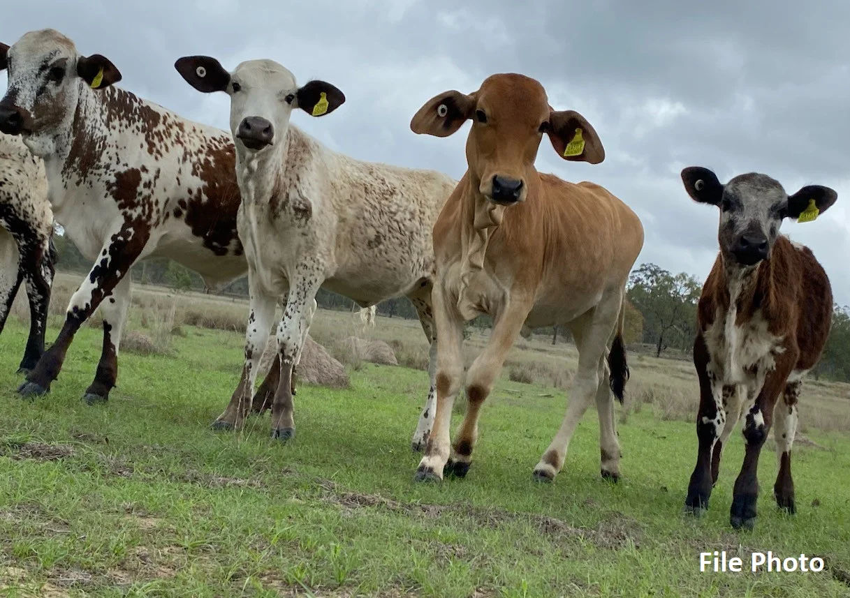 Additional image 12 of 25731 Burnett Highway, Cynthia QLD 4627